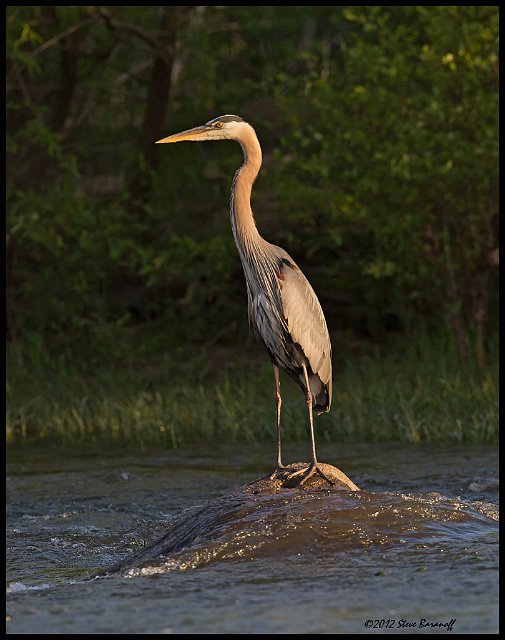 _2SB1494 great-blue heron.jpg